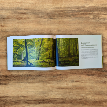 Ein Wald im Wandel offen